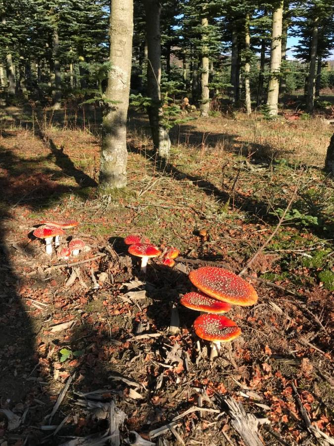 Landhaus Silbach Winterberg Luaran gambar